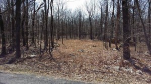 custom built log home, image of a wooded lot, design and land consideration, Timberhaven Log Homes, kiln-dried, under construction