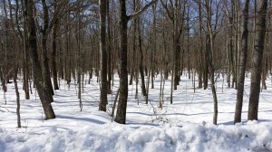 custom built log home, wooded lot in the snow, design and land consideration, Timberhaven Log Homes, kiln-dried, under construction