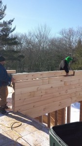 two men stacking White Pine laminated logs, Rhode Island log home, Timberhaven Log Homes, log homes, log cabin homes, log cabins, post and beam homes, timberframe homes, timber frame homes, laminated logs, engineered logs, floor plan designs, kiln dried logs, Flury Builders, Joe Walsh, Timberhaven local reps, log homes in Massachusetts, log homes in Rhode Island, MA, RI, log home builders