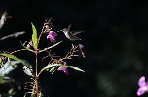 brown and green hummingbird and pink flower, Outdoor living space, outdoor living spaces, outdoor entertainment areas, outdoor wooden structures, outdoor timber frame structures, timber frame pavilions, timber frame pergolas, timber frame gazebos, wooden pavilion, wooden gazebo, wooden pergola, Timberhaven Log Homes, Timberhaven Log & Timber Homes