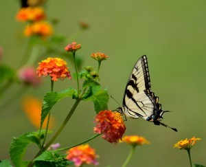 butterfly on colorful flower, Outdoor living space, outdoor living spaces, outdoor entertainment areas, outdoor wooden structures, outdoor timber frame structures, timber frame pavilions, timber frame pergolas, timber frame gazebos, wooden pavilion, wooden gazebo, wooden pergola, Timberhaven Log Homes, Timberhaven Log & Timber Homes